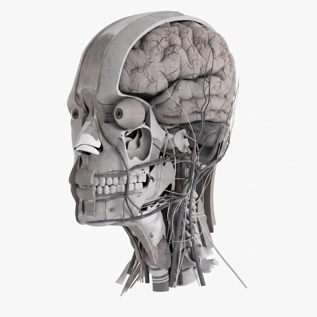3D Medical Head Anatomy CGI
